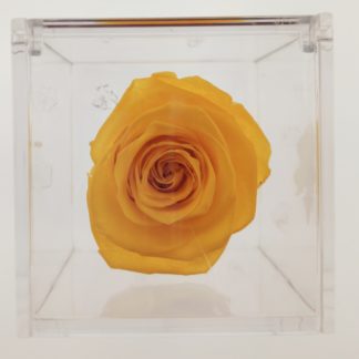 Rosa Cube Gialla cm 8x8