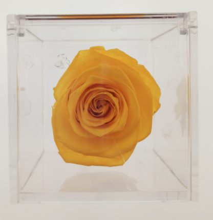 Rosa Cube Gialla cm 8x8