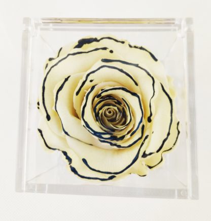 Rosa Cube White Edged cm 8x8