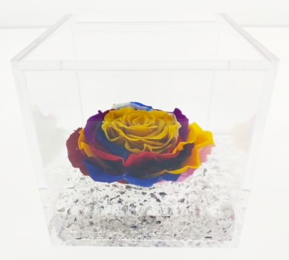 Rosa Cube Limited Edition Solar Rainbow