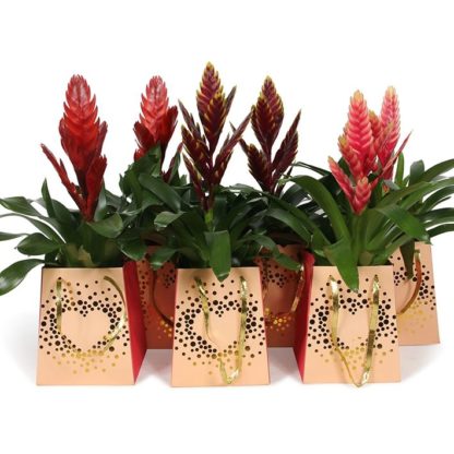 Bromelia in Bag