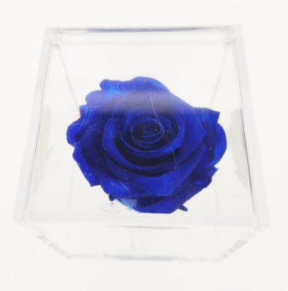 Rosa Cube 8x8 Blue